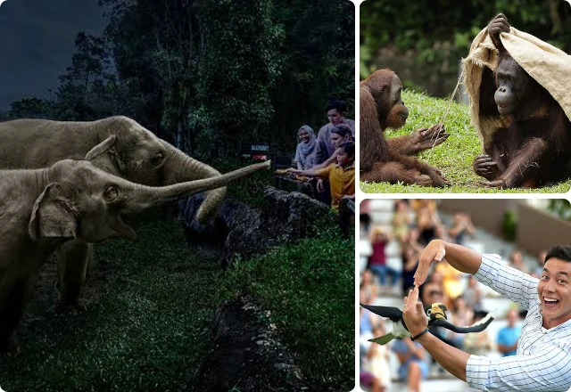 Wildlife experiences at Mandai Wildlife Reserve